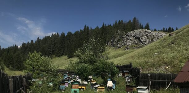 Пчеловодство в селе Кын
